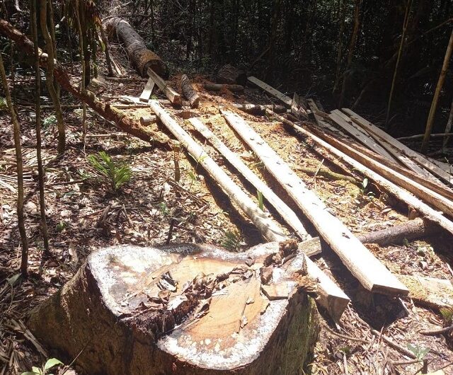 Serraria clandestina é descoberta em floresta de Macapá