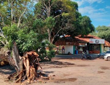 Passageira morre após colisão com árvore; motorista fugiu do local