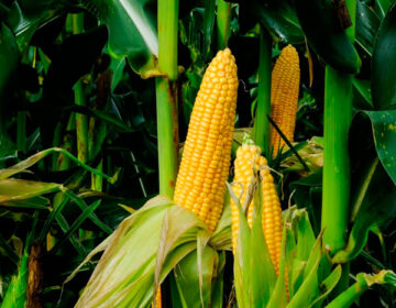 Depois da melancia, produção de milho impulsiona agricultura em Tartarugalzinho