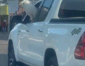 “Transporte inadequado de pet em veículo é frequente”, alerta diretor da Escola Pública de Trânsito