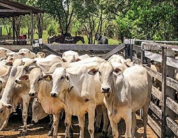 Prazo de inscrição para exposição e venda animais na 52ª Expofeira encerra dia 25
