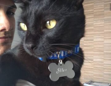 Família pede ajuda para achar gato desaparecido