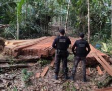 Operação flagra extração ilegal de madeira no interior do Amapá