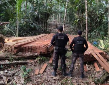 Operação flagra extração ilegal de madeira no interior do Amapá