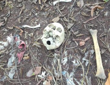 Crânios são achados em terreno baldio