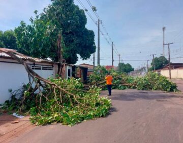 Temporal derrubou 15 árvores e destelhou 30 residências, diz prefeitura
