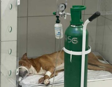 Tutora pede doação de sangue para salvar cachorro
