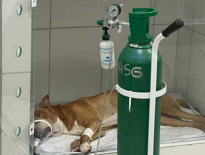 Tutora pede doação de sangue para salvar cachorro