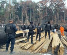 Satélite leva polícia até madeira extraída ilegalmente de floresta