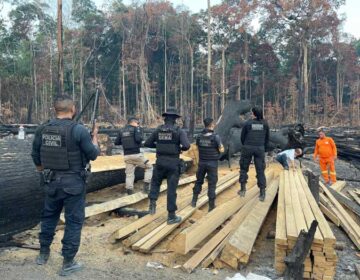 Satélite leva polícia até madeira extraída ilegalmente de floresta