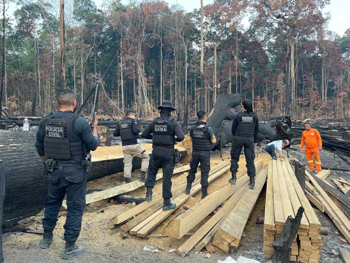 Satélite leva polícia até madeira extraída ilegalmente de floresta