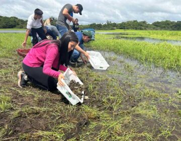 Ainda ameaçados de extinção, quelônios são soltos no interior do Amapá