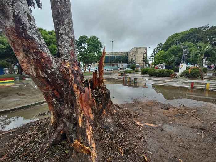 Árvores antigas ameaçam cair, alerta Defesa Civil