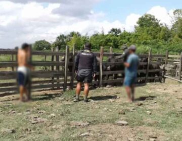 Preso homem que furtava e abatia búfalos no interior