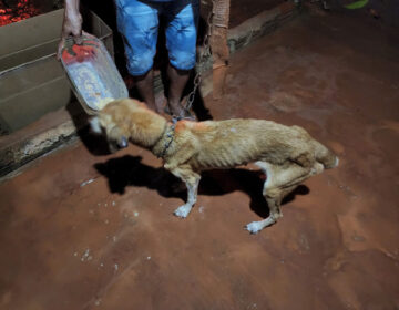 “Por causa dos cachorros?”, questiona acusado ao ser preso por maus-tratos