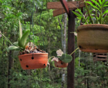 Bioparque abriga ‘paraíso das orquídeas’ no Amapá