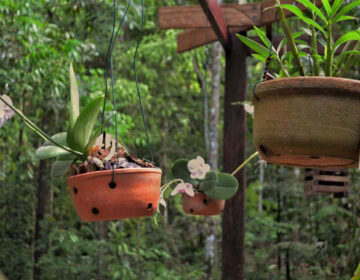 Bioparque abriga ‘paraíso das orquídeas’ no Amapá