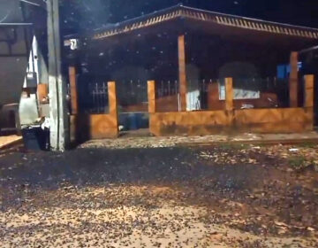 Besouros que infestam Amapá podem virar ração animal, diz pesquisador