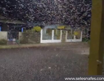 Pesquisador explica invasão de besouros em Amapá