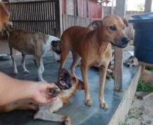 ONG faz campanha para manter abrigo de 30 animais