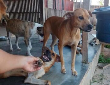 ONG faz campanha para manter abrigo de 30 animais