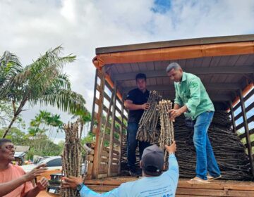 Aldeias com roças devastadas por fungo recebem ‘sementes’ melhoradas