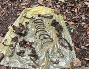Cemitério clandestino de animais indica matança de cães e gatos em Macapá