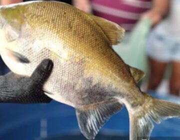 Cruzamento de tambaqui e pirapitinga é sucesso na Semana Santa