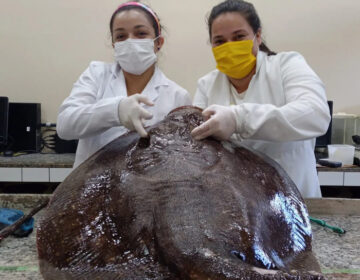 Pesquisadores estudam ‘ameaça à saúde animal’ nas águas do Amapá