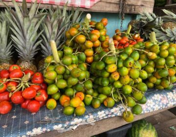 Estiagem de 2023 afetou a produção de pupunha no Amapá