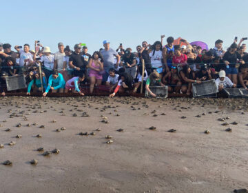 Moradores da Ilha dos Camaleões protegem ecossistema