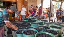 Nome “Açaí do Bailique” recebe reconhecimento de ‘Indicação Geográfica’ pelo INPI