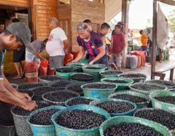 Equatorial seleciona negócios sustentáveis para investir R$ 10 mil