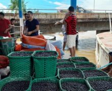 Amapá tem 2ª morte por doença de Chagas; 3º óbito é investigado