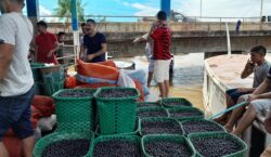 Amapá tem 2ª morte por doença de Chagas; 3º óbito é investigado