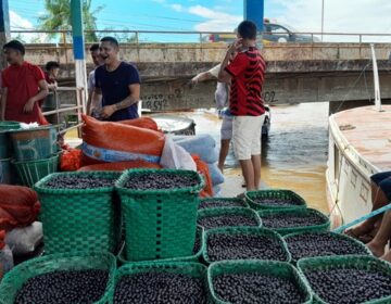 Amapá tem 2ª morte por doença de Chagas; 3º óbito é investigado