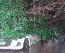 Árvore cai e atinge carro durante chuva em Macapá