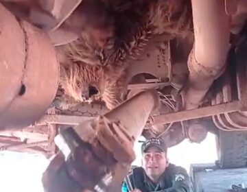 Preguiça de grande porte viaja ‘clandestina’ por 268 km