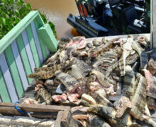 Polícia apreende 500 kg de jacarés mortos em barco no Amapá