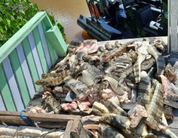 Polícia apreende 500 kg de jacarés mortos em barco no Amapá