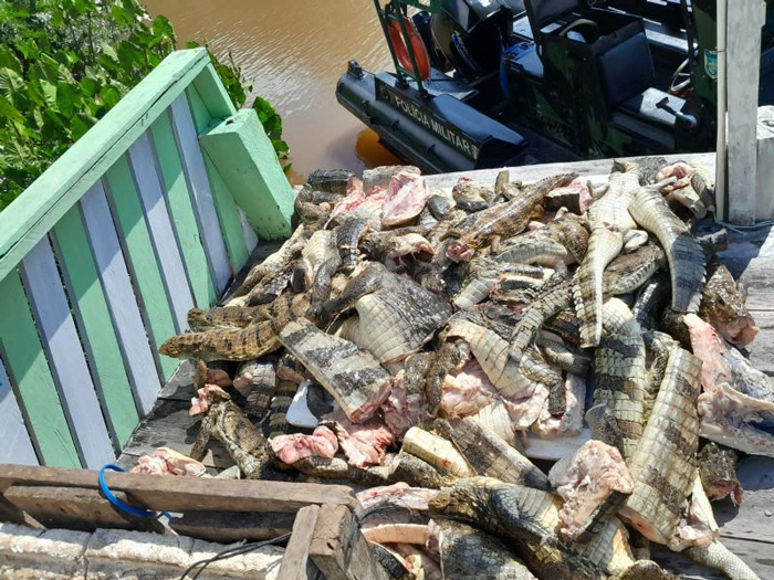 Polícia apreende 500 kg de jacarés mortos em barco no Amapá