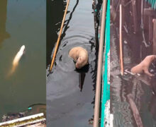 Lontra albina rara vira xodó de moradores em área de ressaca de Macapá