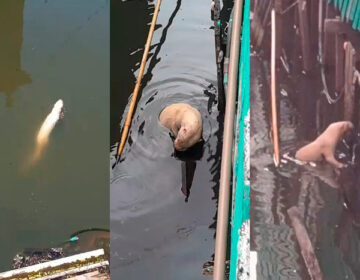 Lontra albina rara vira xodó de moradores em área de ressaca de Macapá