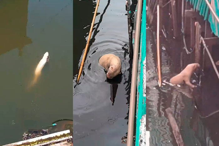 Lontra albina rara vira xodó de moradores em área de ressaca de Macapá