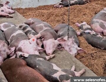 Animais de ‘elite’ são retorno garantido, afirmam criadores na Expofeira
