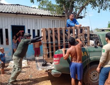 Anta se recusa a deixar comunidade, destrói jaula e frustra resgate