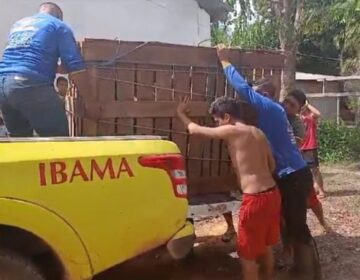 Sob choro de moradores, anta domesticada é resgatada e deixa comunidade