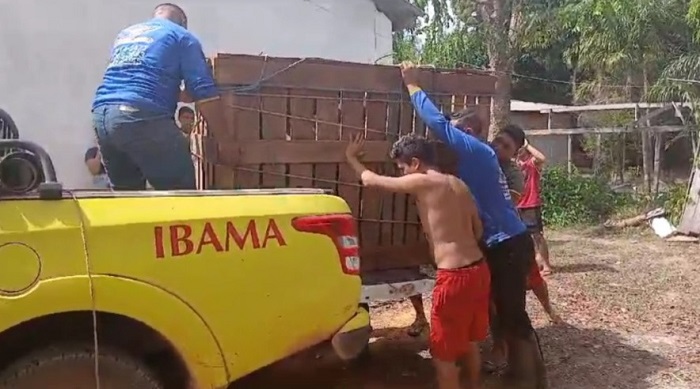 Sob choro de moradores, anta domesticada é resgatada e deixa comunidade