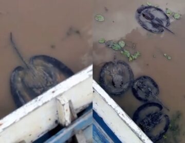Lago seca e revela aglomeração de arraias