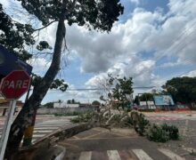 Árvore de 15 metros cai e interrompe trânsito em Santana